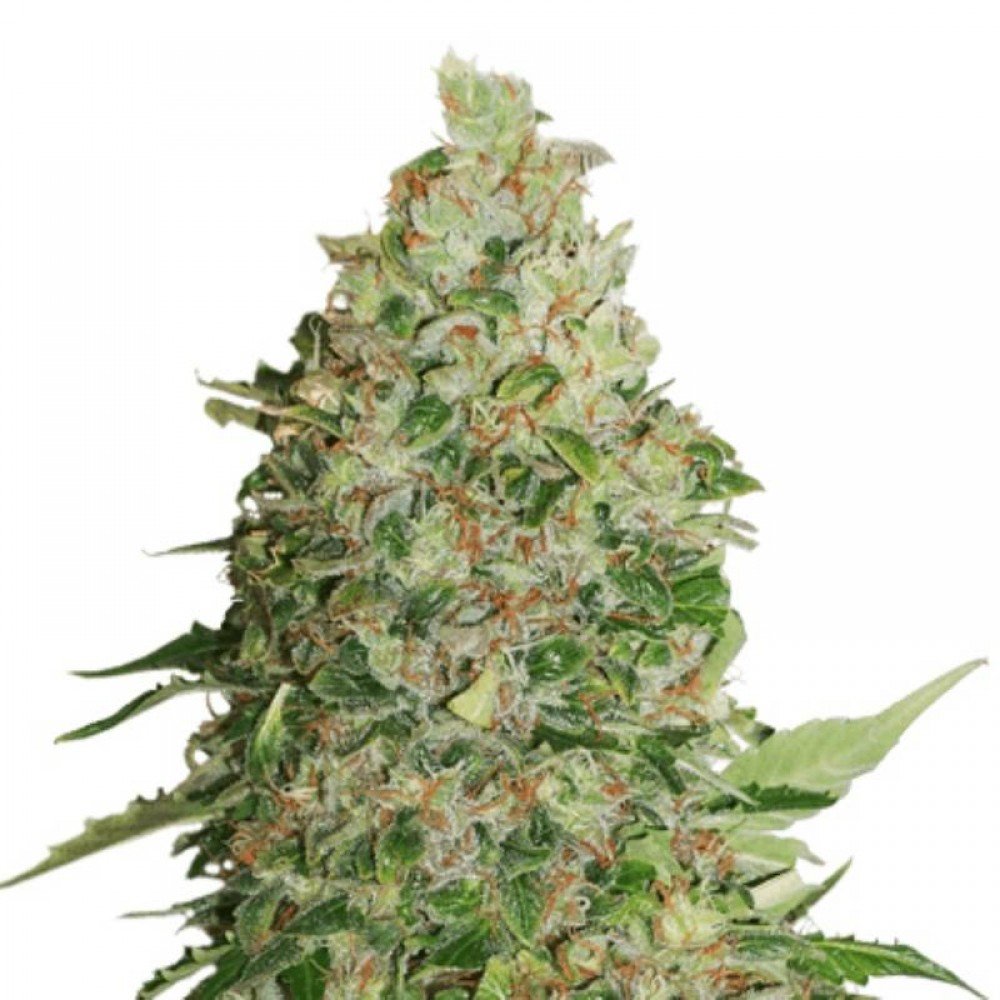 Bcn Critical XXL